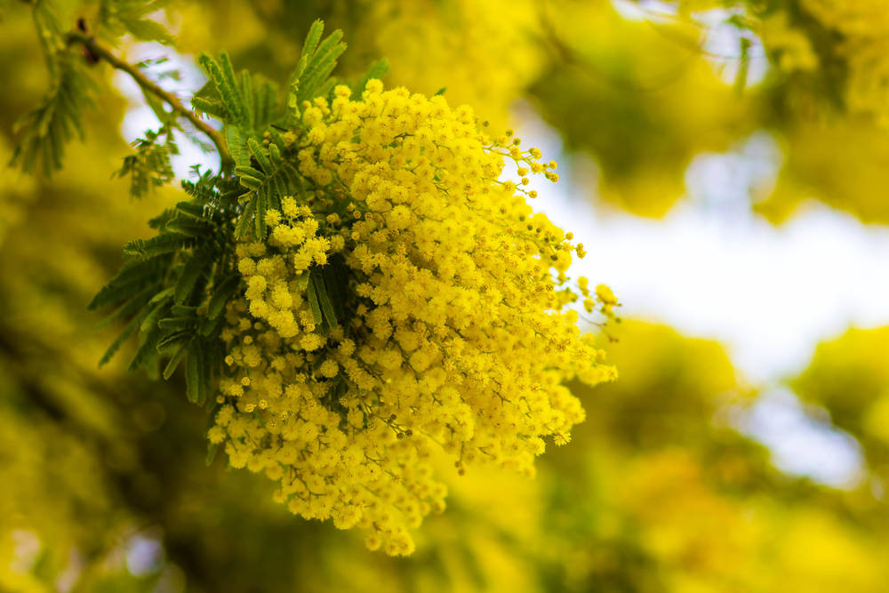 Gorgeous Yellow Mimosa Flowers Wallpaper