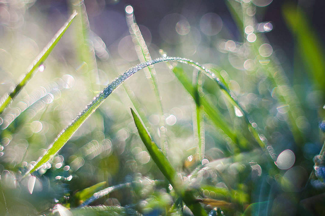 Grass Dew Cool 4k Wallpaper