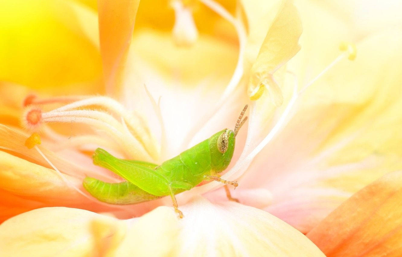 Grasshopper Flower Pollen Wallpaper