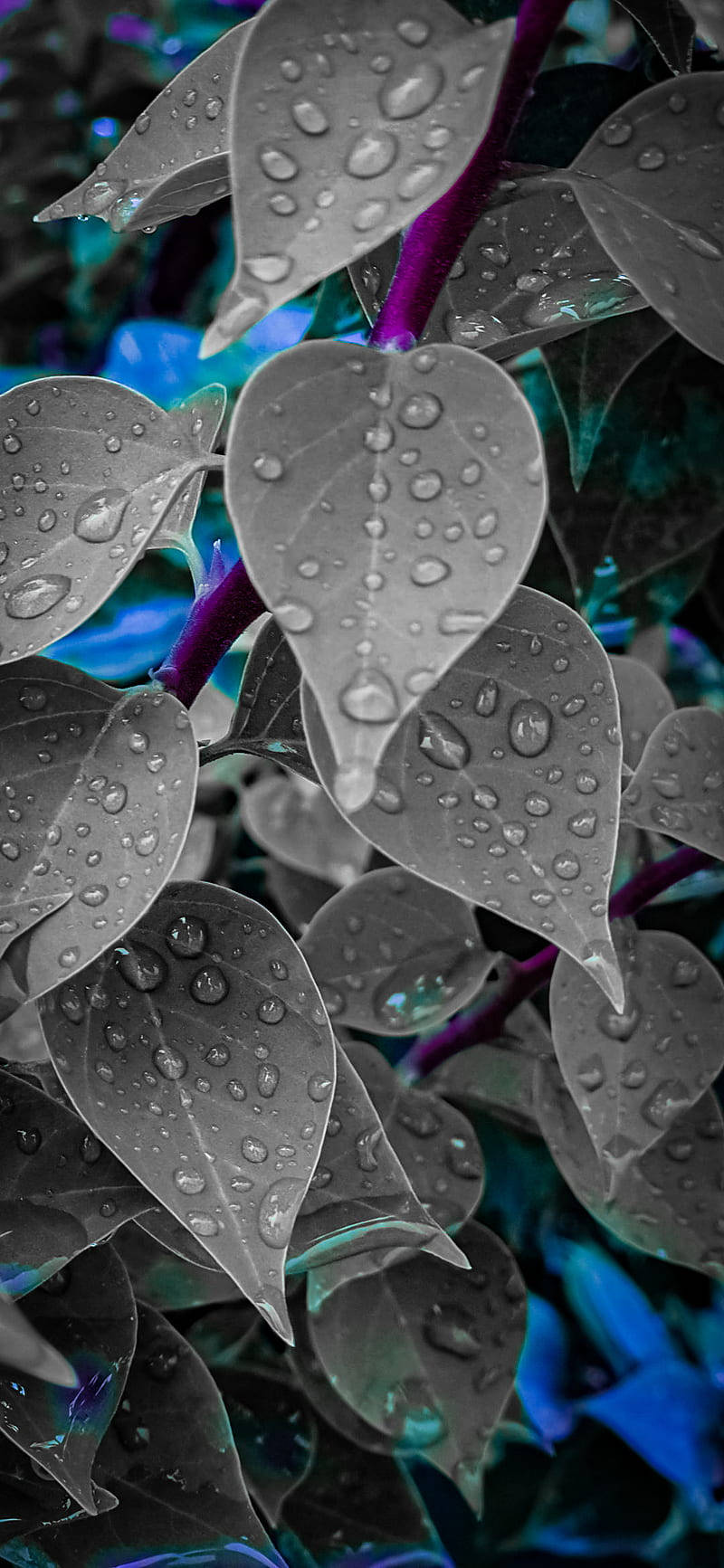 Gray And Blue Leaves Themes Wallpaper