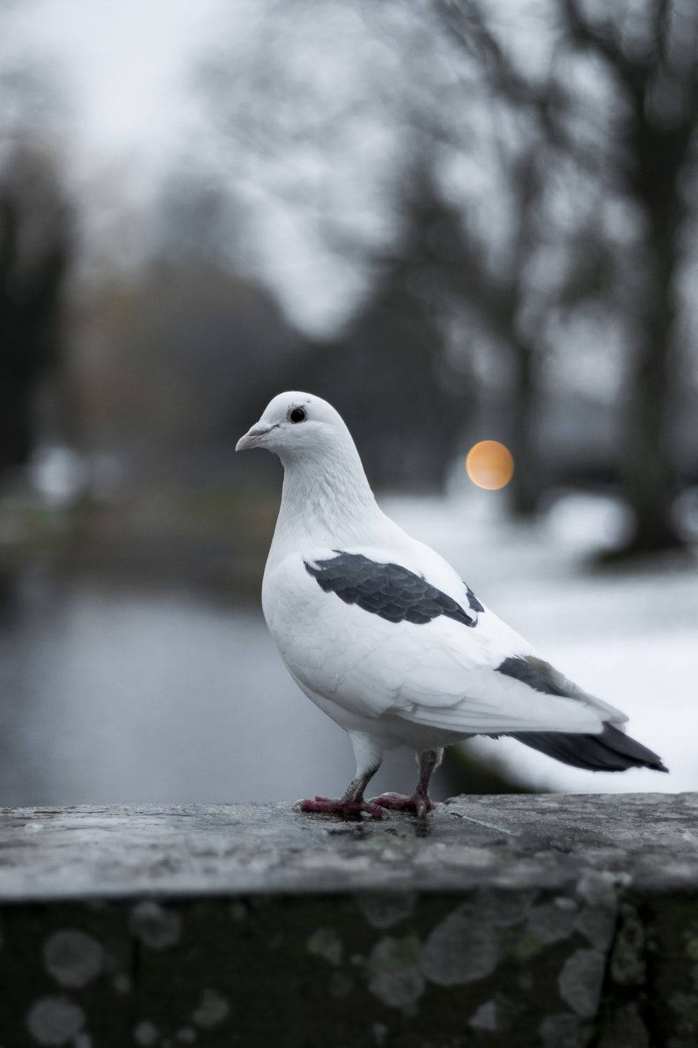 Gray Pigeon With Black Feathers Wallpaper