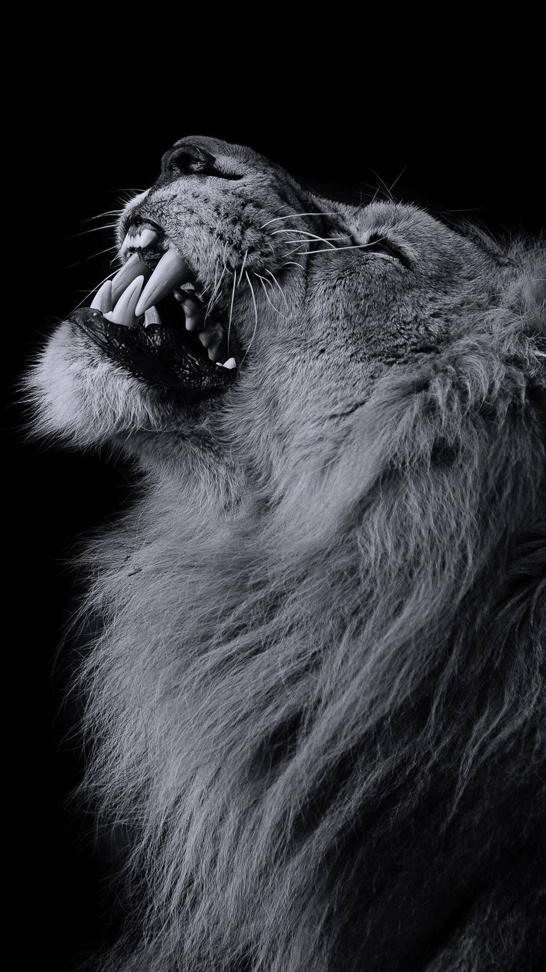 Grayscale Lion Iphone In Black Wallpaper