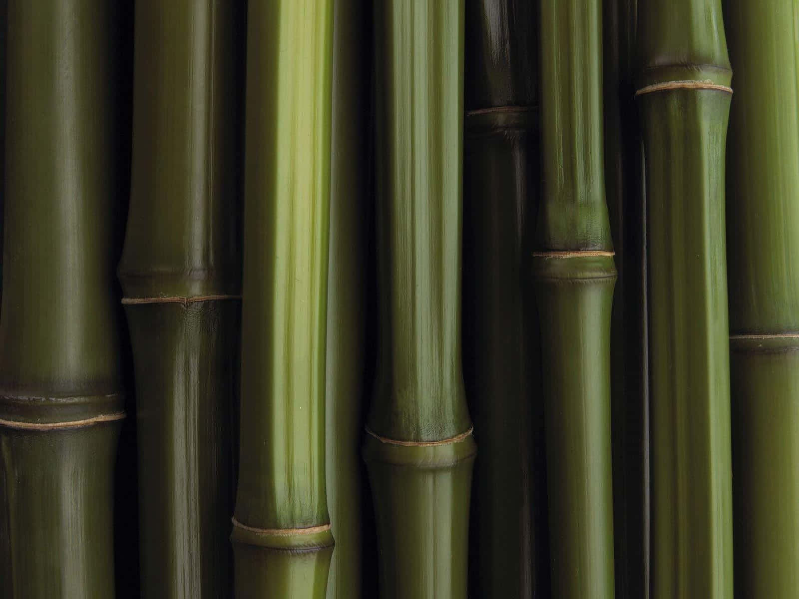 Green Bamboo Sticks Against A Vibrant Red Background Wallpaper