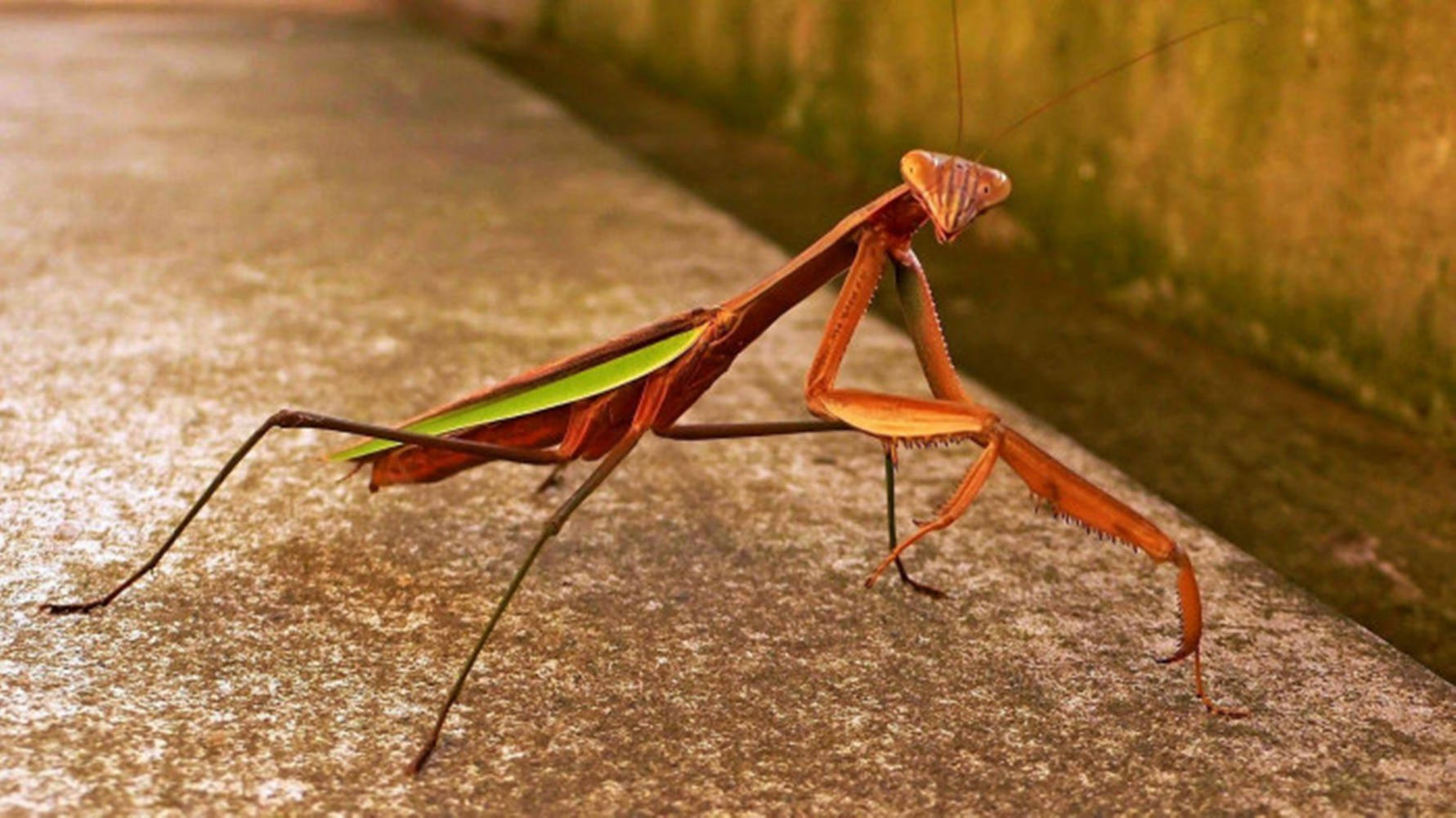 Green Brown Praying Mantis Wallpaper