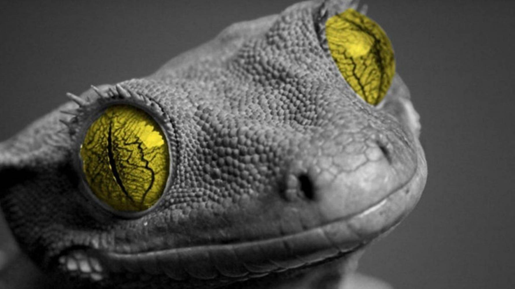 Green-eyed Gecko Grayscale Wallpaper