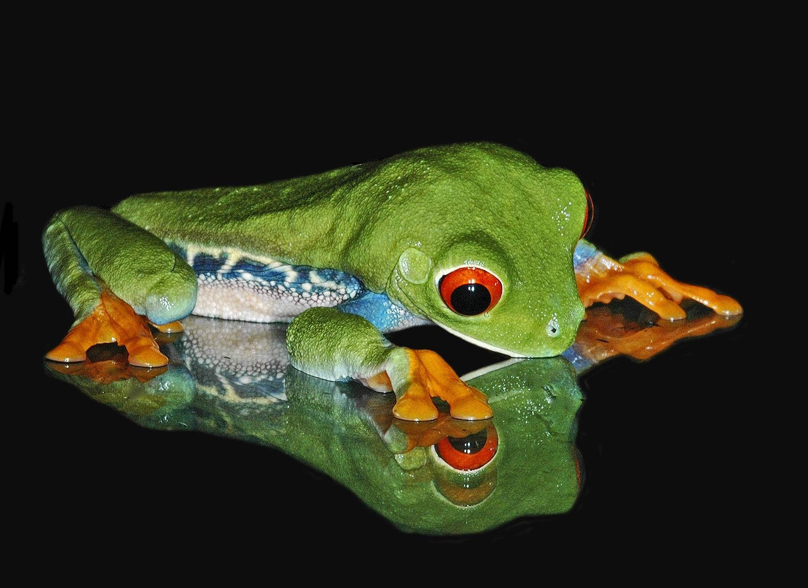 Green Frog In Black Wallpaper