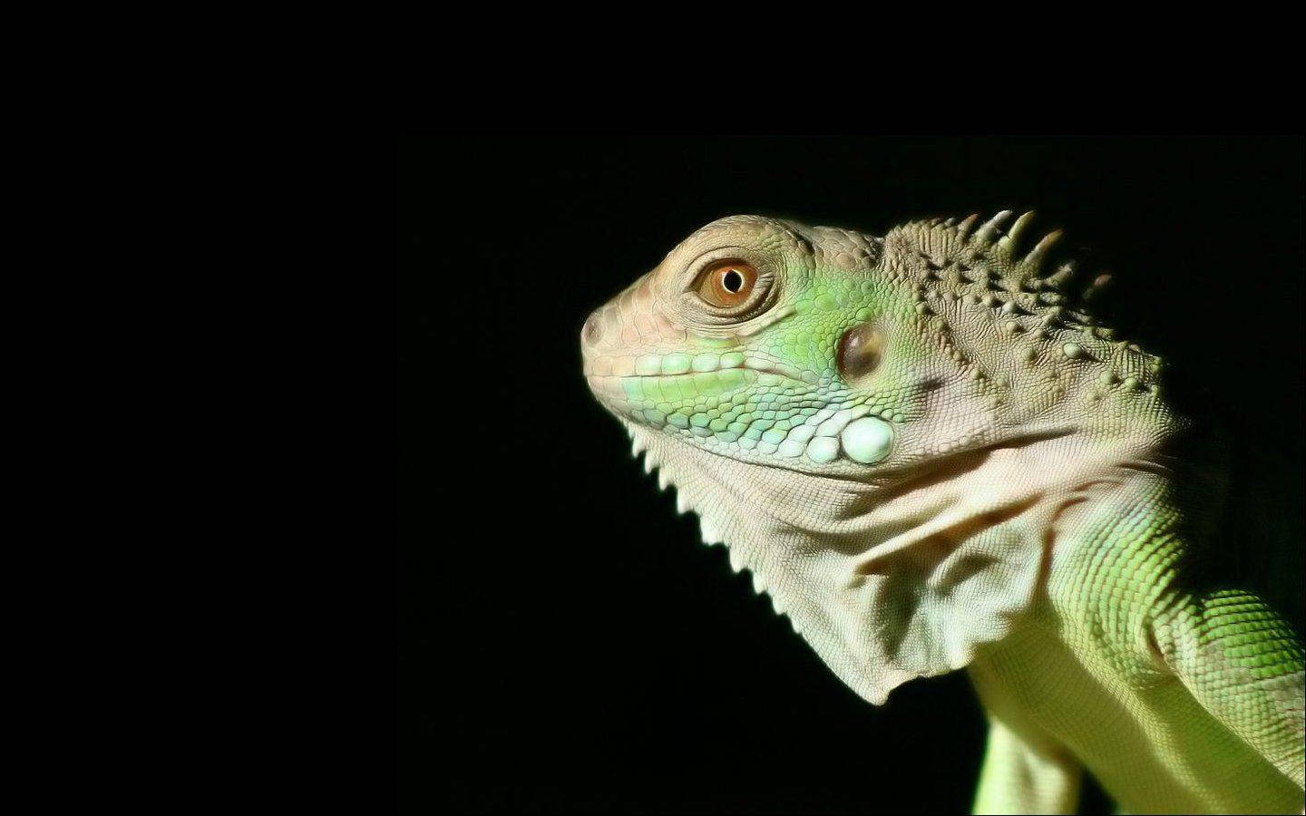 Green Iguana In Black Wallpaper