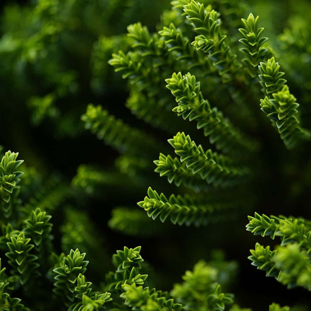 Green Ipad [wallpaper] Wallpaper