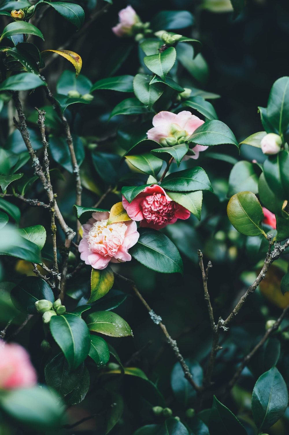 Green Leaves And Floral Iphone Wallpaper