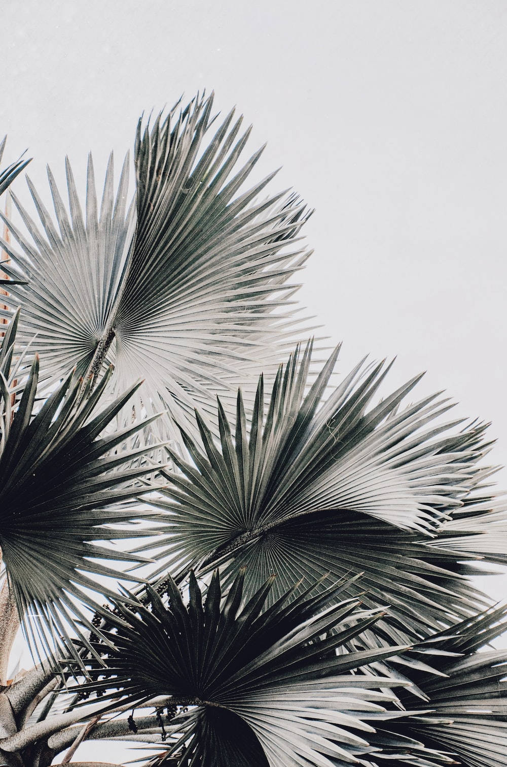 Green Leaves On Plain White Wallpaper