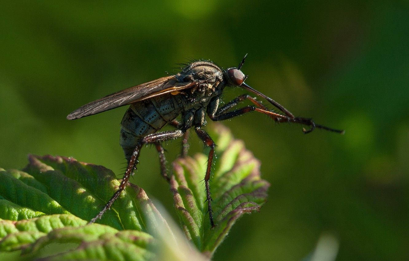 Green Mosquito On A Leaf Wallpaper