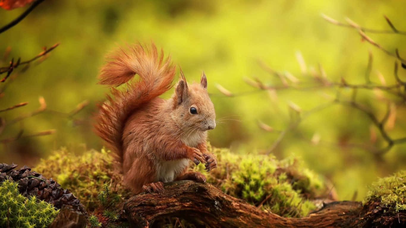 Green Nature And Brown Chipmunk Wallpaper