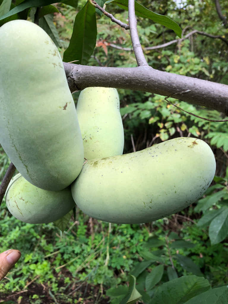 Green Pawpaw Fruit Cluster Wallpaper