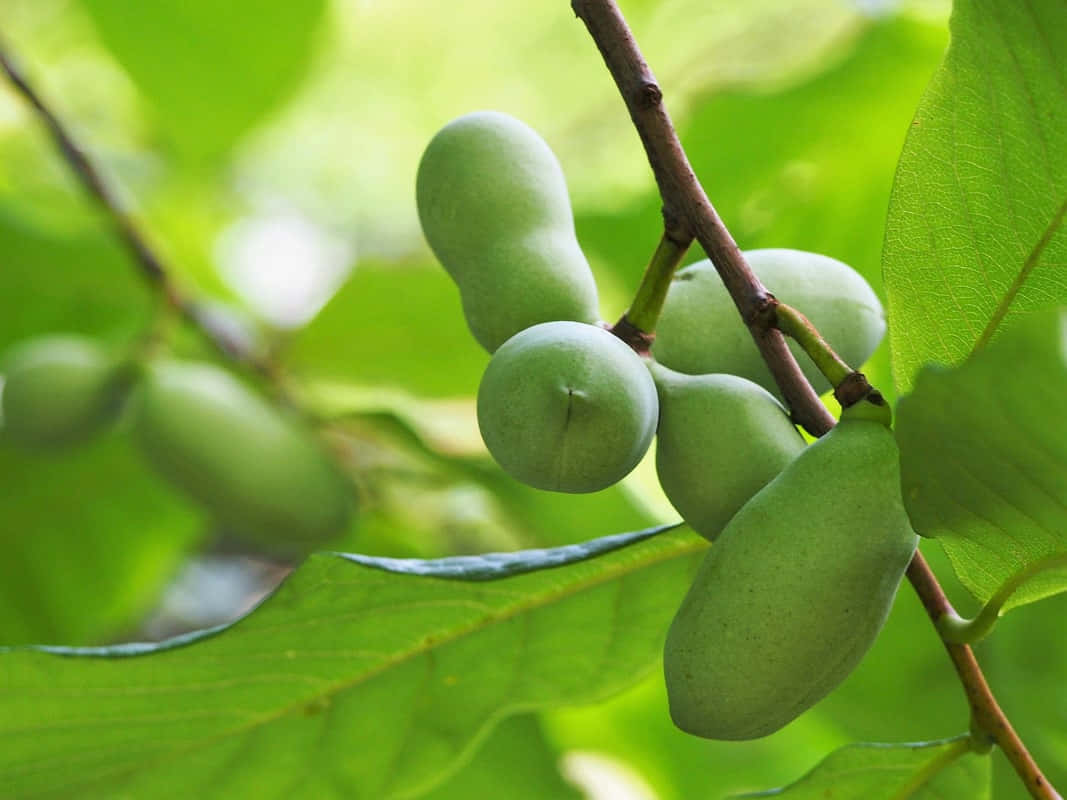 Green Pawpaw Fruiton Tree Wallpaper