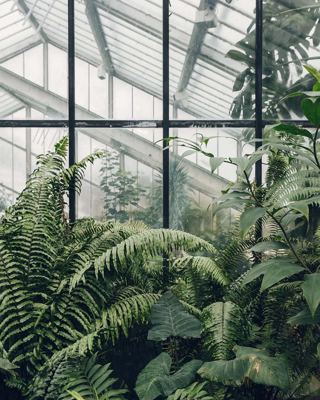 Green Plant Aesthetic Garden Wallpaper