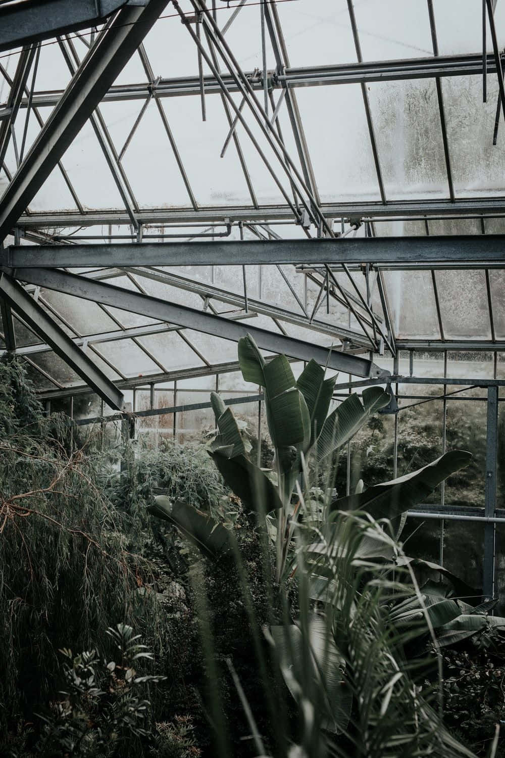 Green Plant Aesthetic Indoor Garden Wallpaper