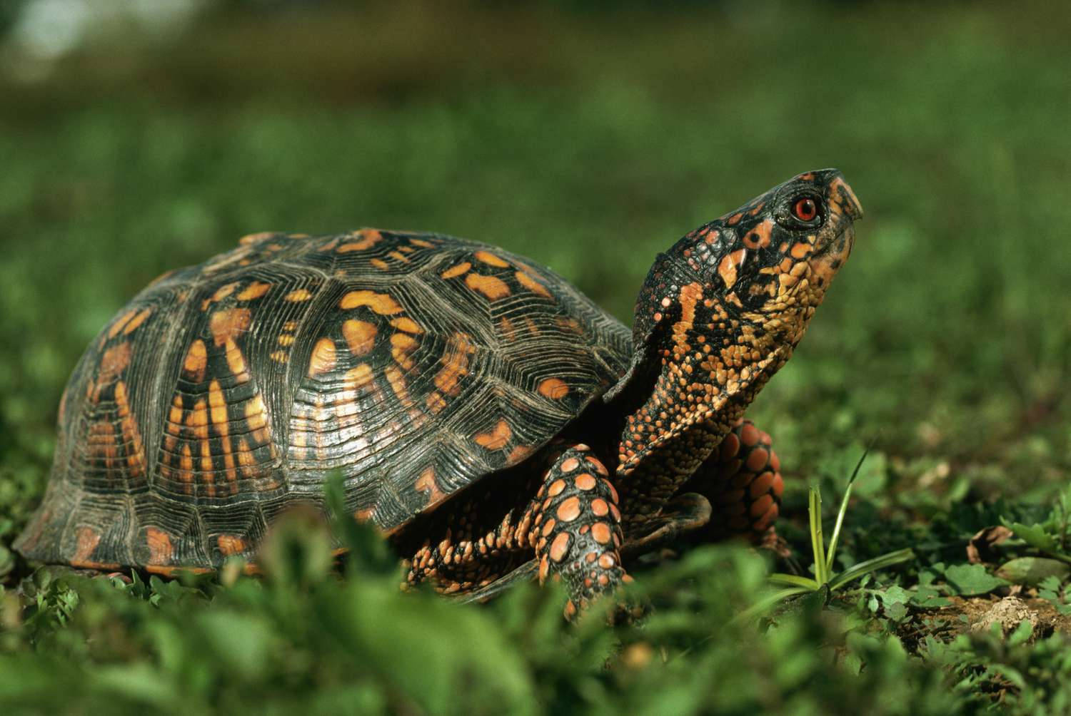 Green Tortoise Blending With The Grassy Surroundings Wallpaper