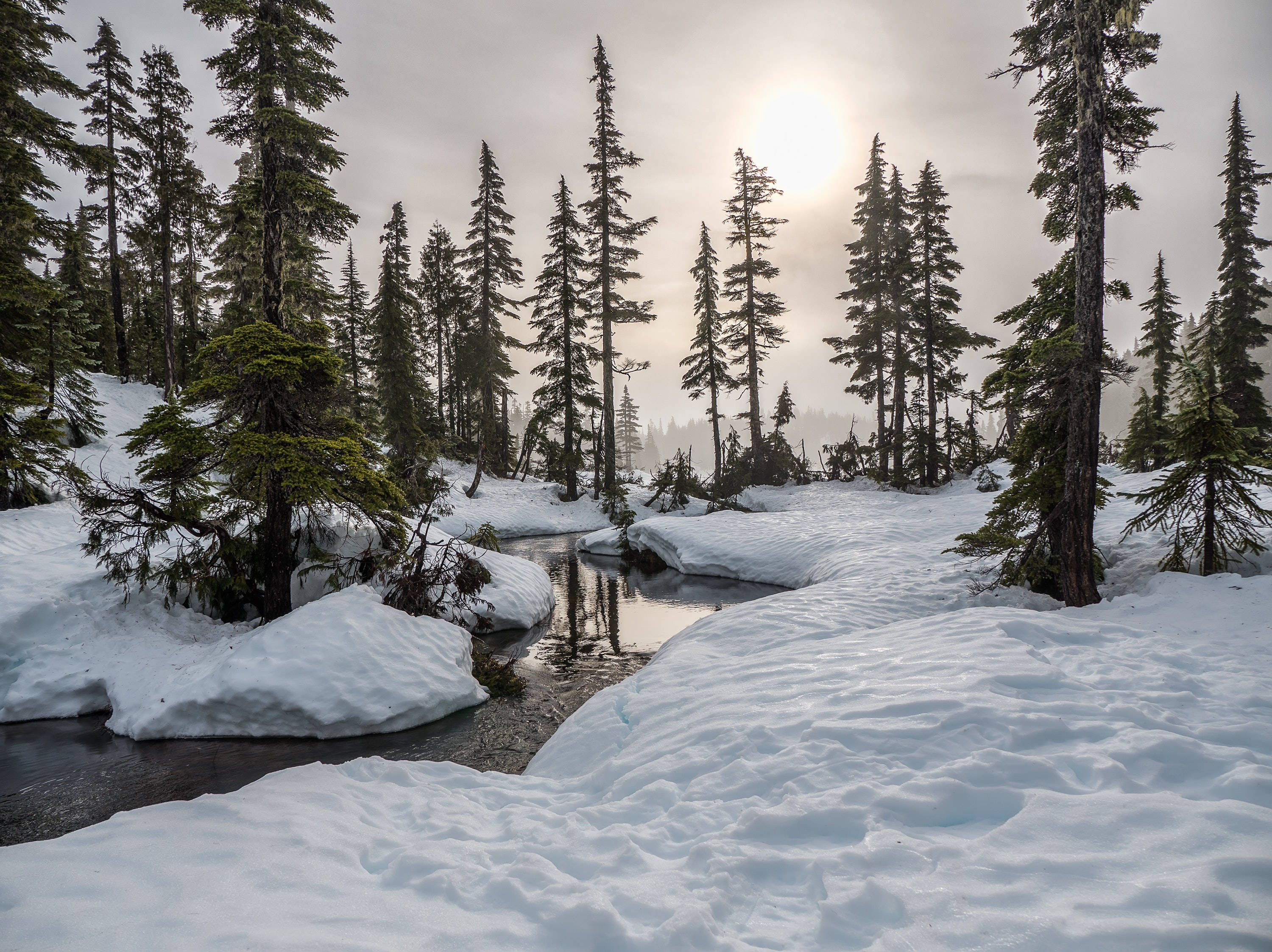 Green Trees Winter Scenery Wallpaper