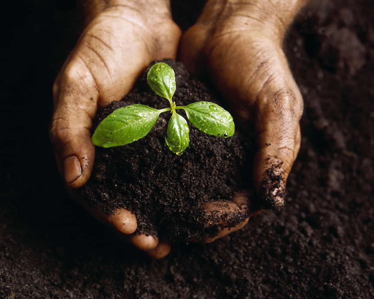 Green Young Plant With Black Soil Wallpaper