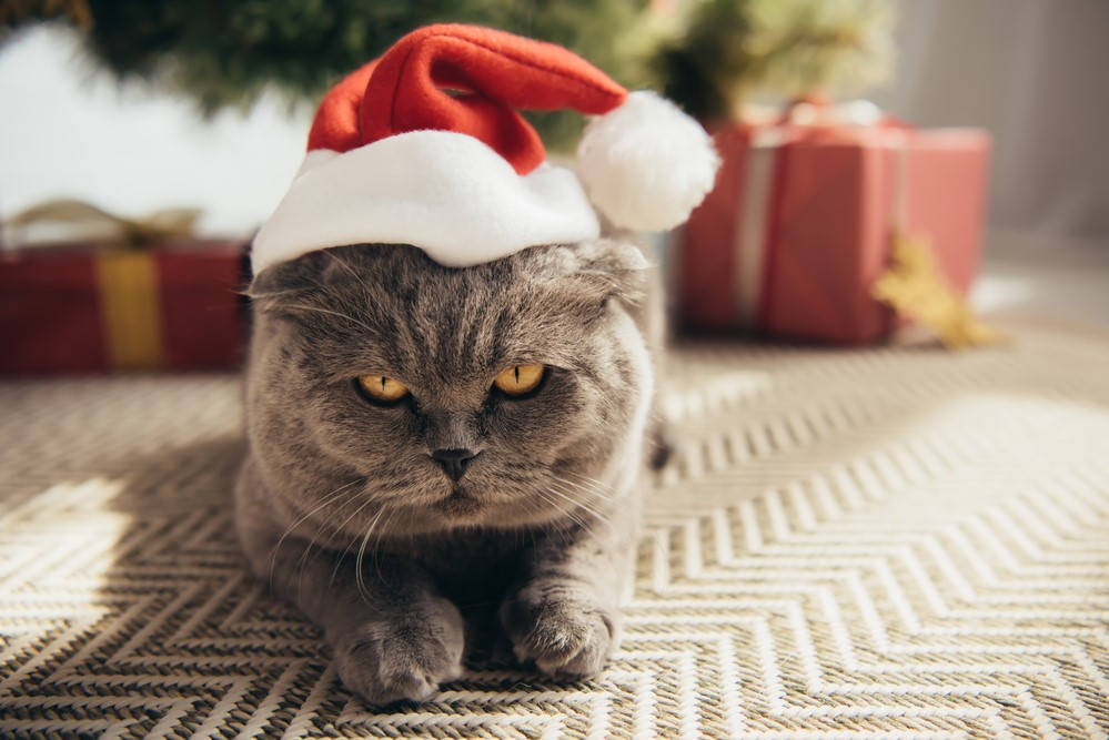 Grey Cat Christmas Present Wallpaper