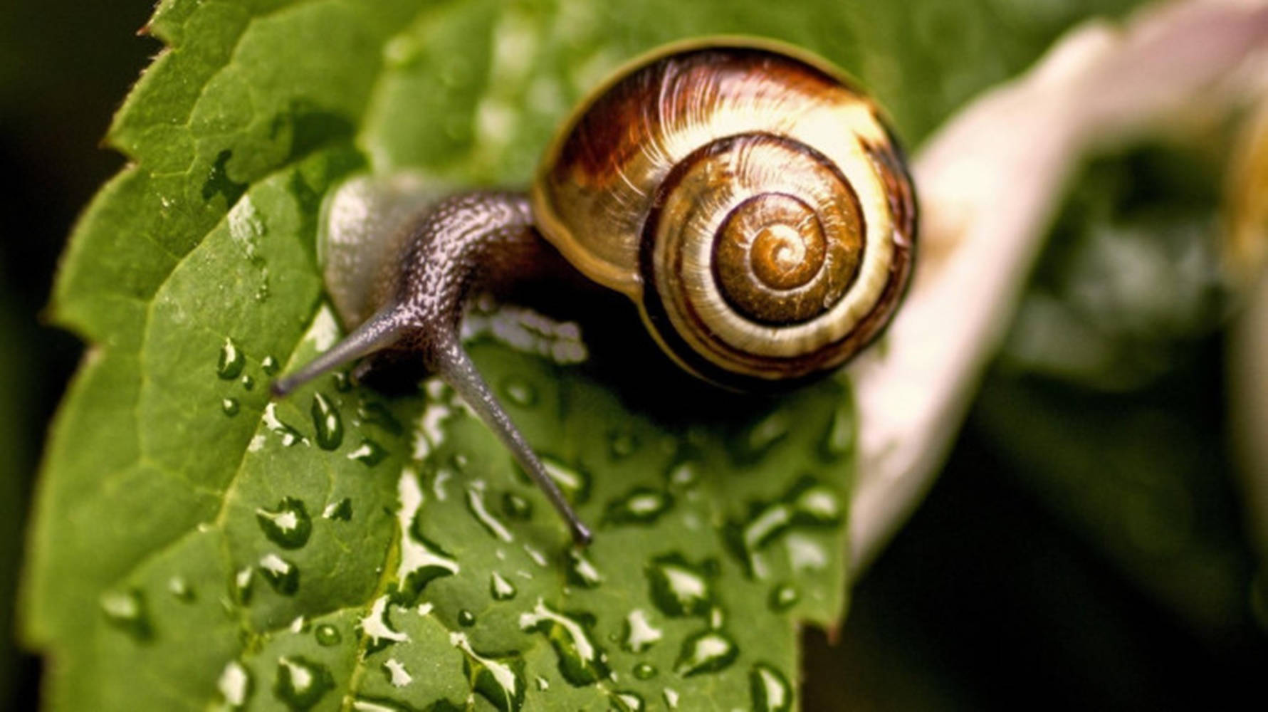 Grey-horned Snail Wallpaper