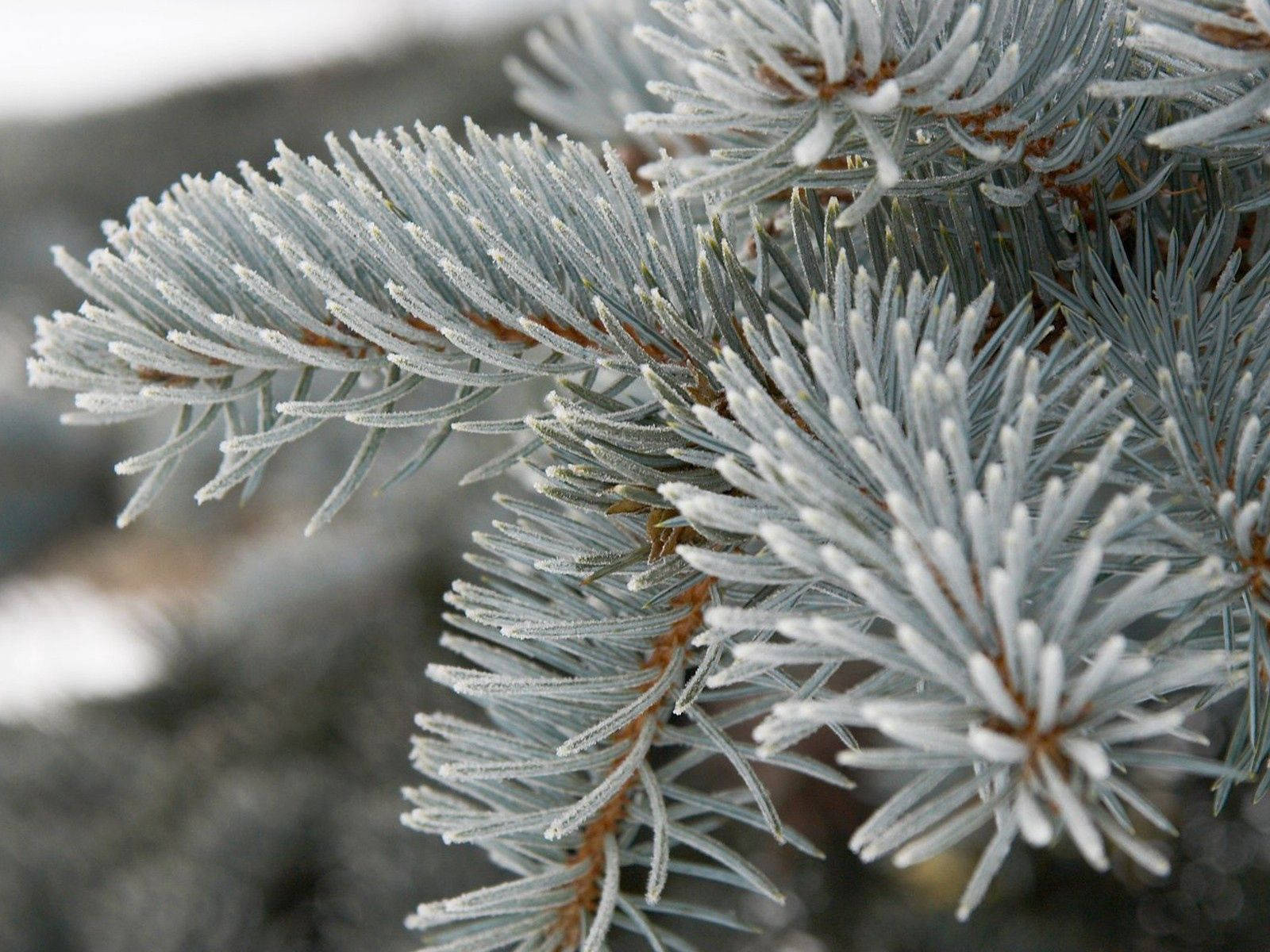 Grey Spruce Bristles Against A Calming Blue Sky Wallpaper