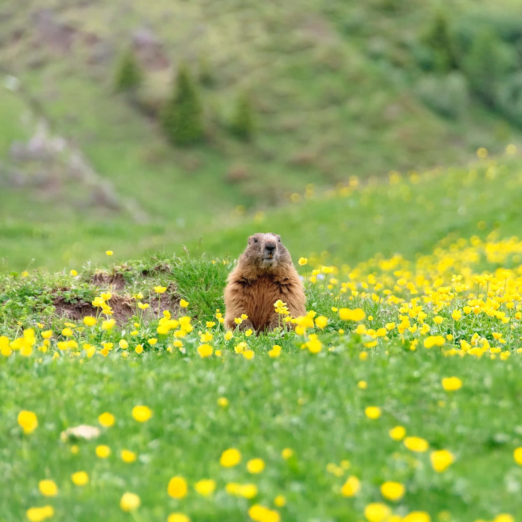 Groundhogin Springtime Meadow.jpg Wallpaper