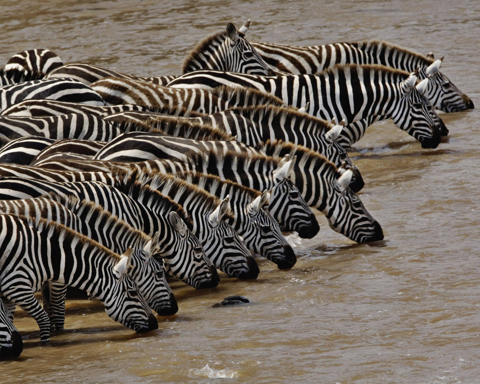 Group Of Zebras Drinking Water Wallpaper