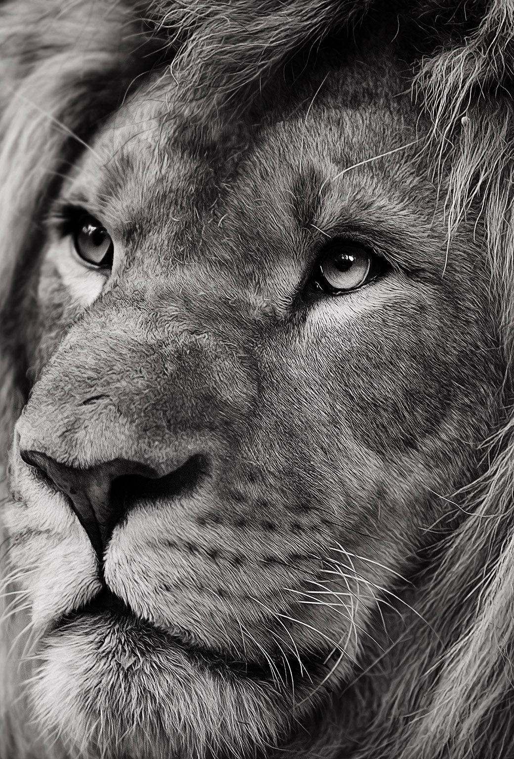 Hairy Face Lion Iphone Wallpaper