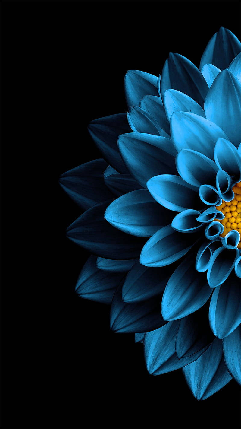 Half Blue Dahlia Apple Flower Wallpaper