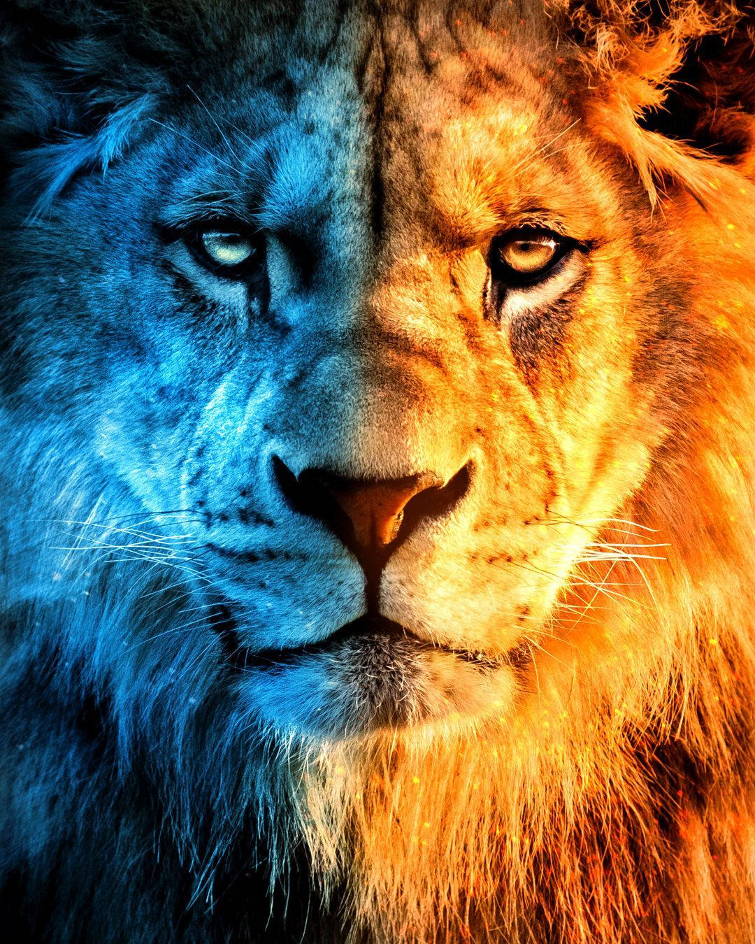 Half Fire Lion Juxtaposition Wallpaper