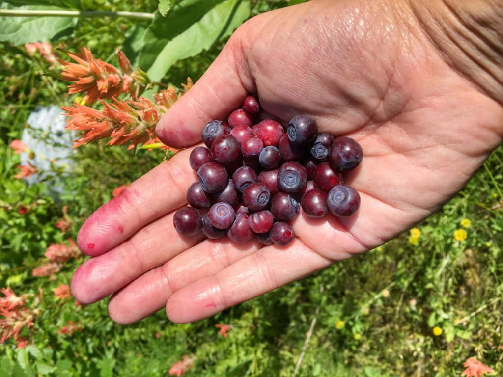 Handfulof Huckleberries Wallpaper