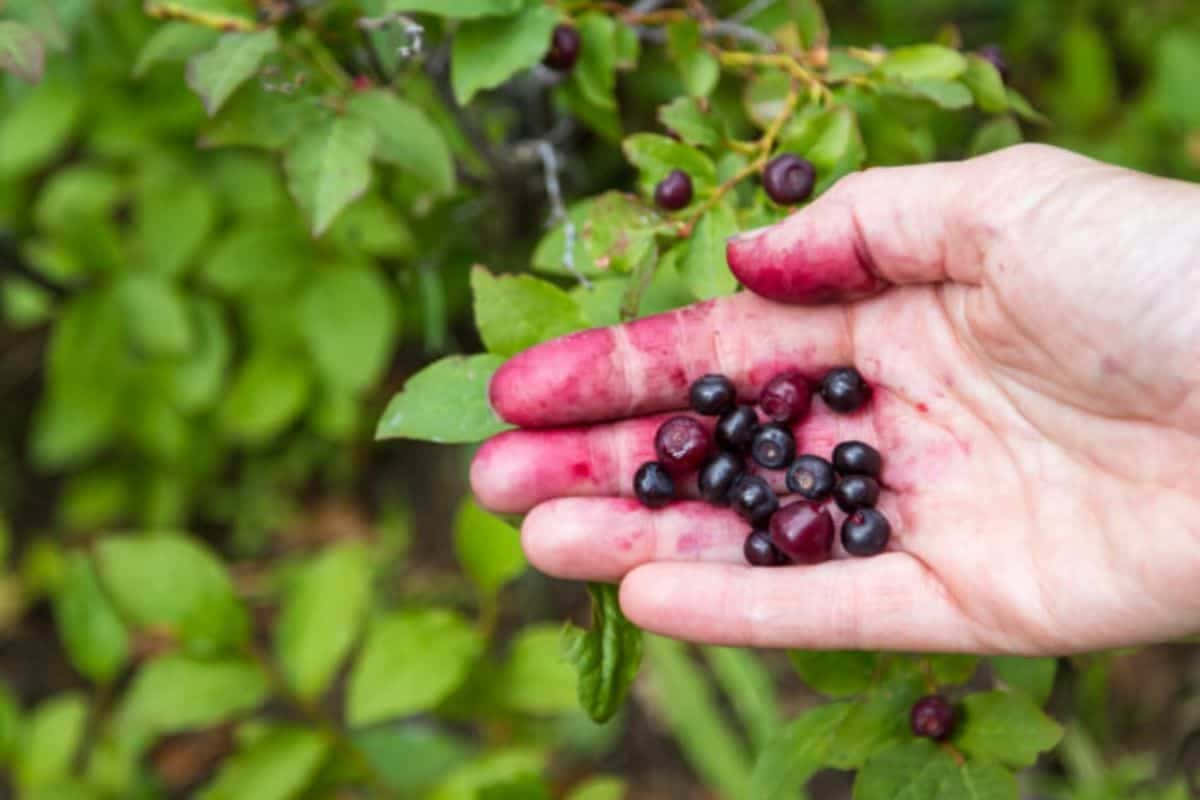 Handfulof Huckleberries Wallpaper