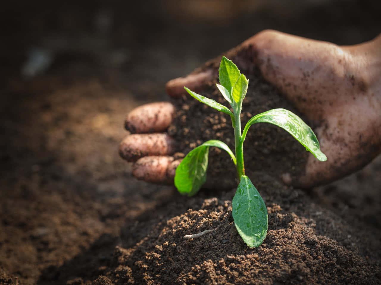 Hands Planting In Natural Soil Wallpaper