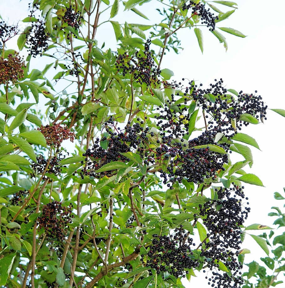 Hanging Elderberry Fruits Captured In A Low-angle Shot Wallpaper