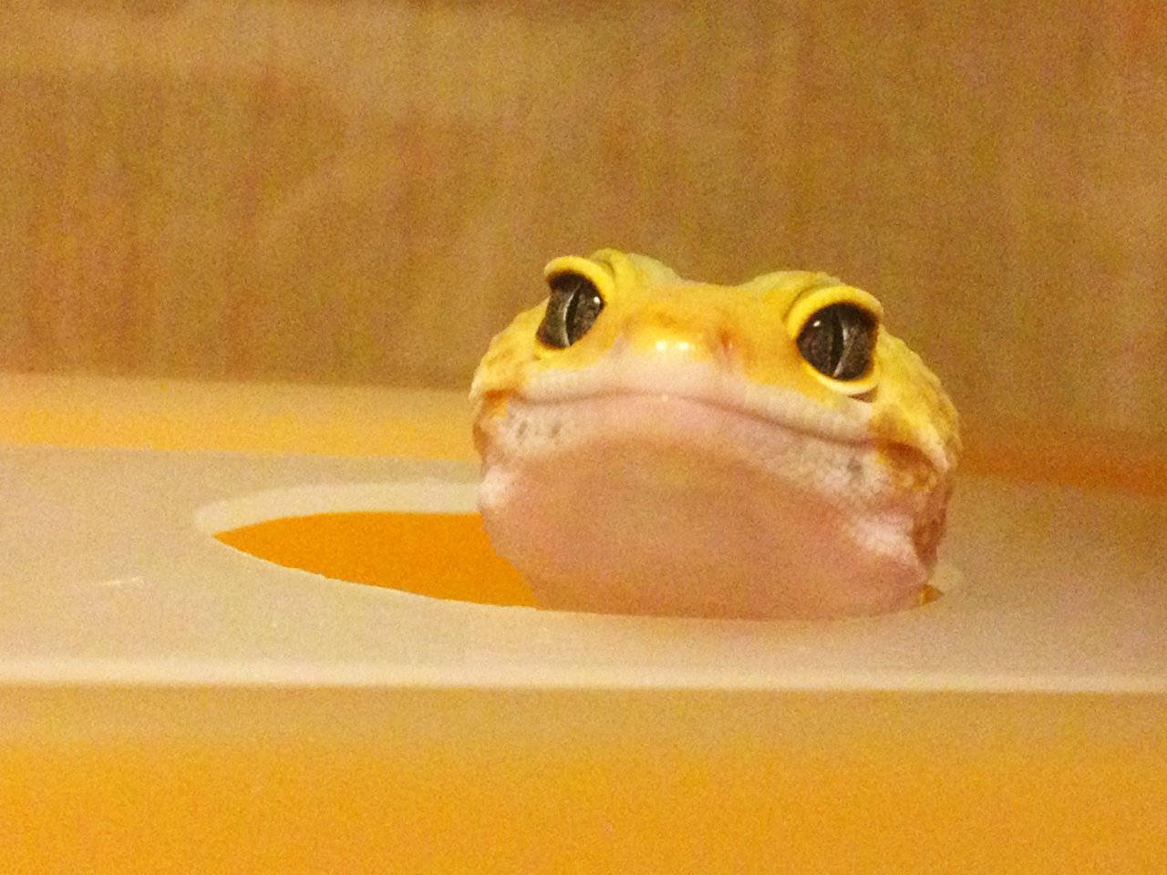 Happy Yellow Leopard Gecko Wallpaper