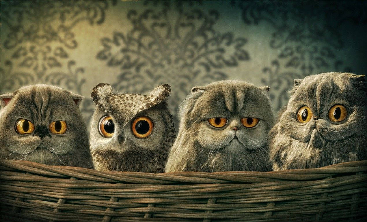 Harmony Among Species: An Unusual Scene Of An Owl And Cats Coexisting Wallpaper