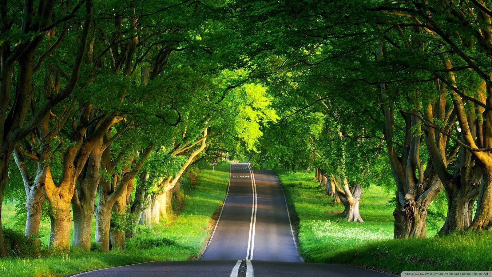 Hd Nature Narrow Road Wallpaper