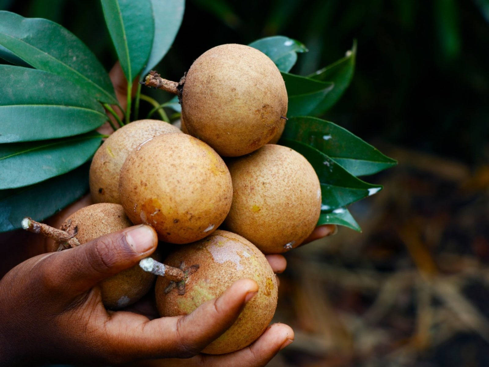 Healthy Living With Fresh Sapodilla Fruits Wallpaper