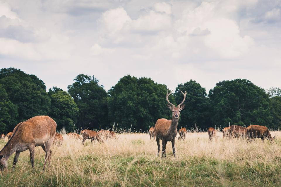 Herd Of Deer Daytime Deer Hunting Wallpaper