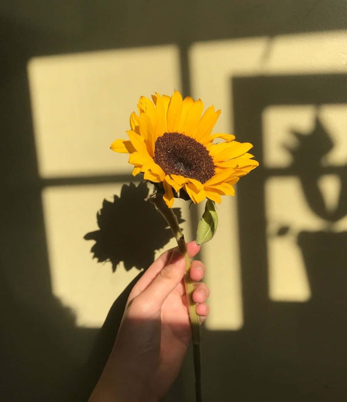 Holding Sunflower Yellow Tumblr Aesthetic Wallpaper