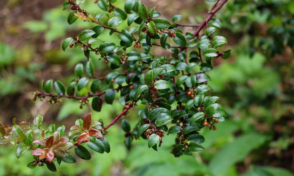 Huckleberry Plant Green Leaves Wallpaper