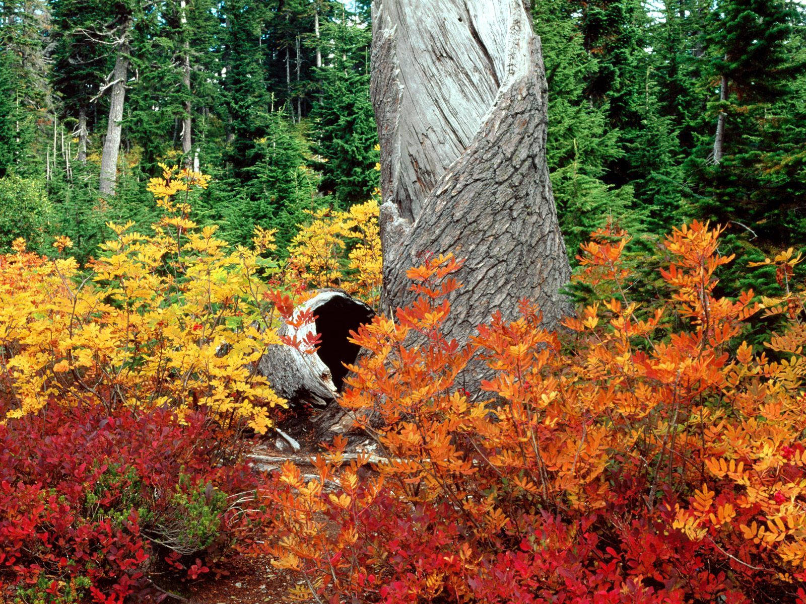 Hues Of Autumn Trees Wallpaper