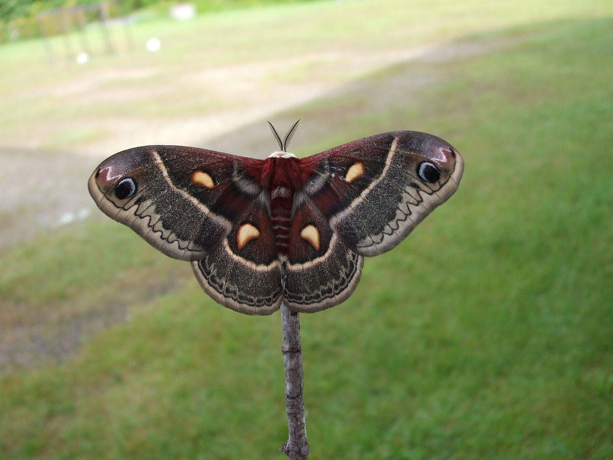 Huge Cecropia Silkmoth Beautiful Reddish Wings Wallpaper