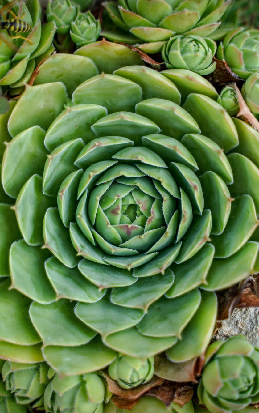 Huge Multiple Leafed Succulent Iphone Wallpaper