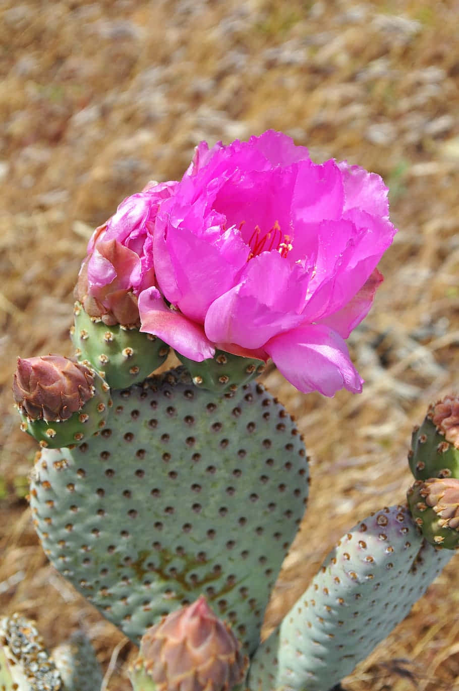 Huge Prickly Pear Cactus Flower Wallpaper