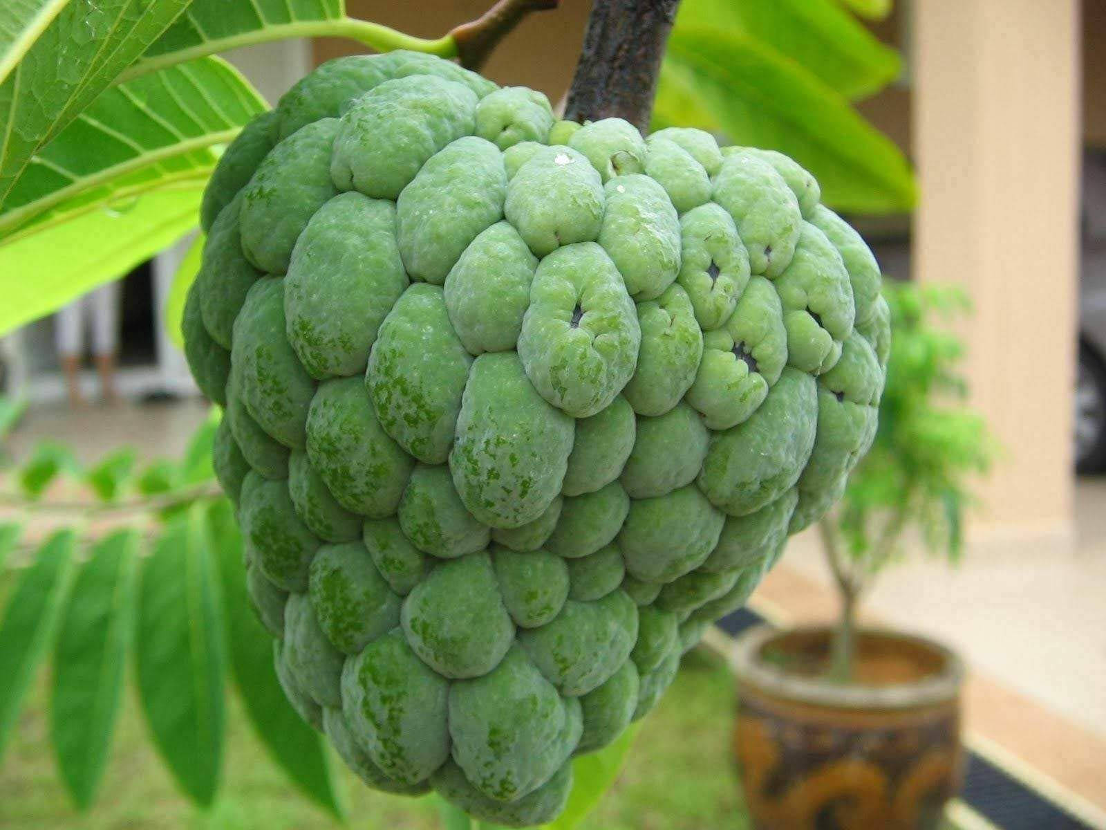 Humungous Sugar Apple Fruit Wallpaper