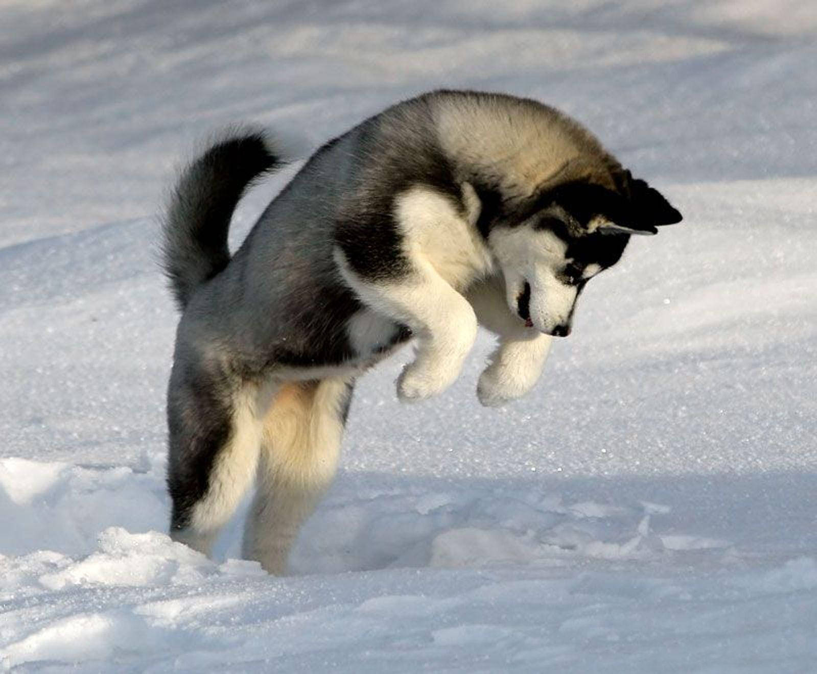 Husky Puppy Jumping In Snow Wallpaper