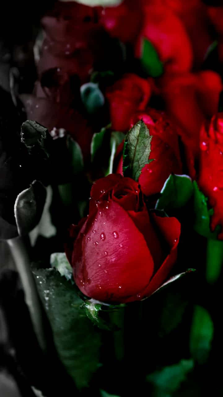 Image A Pink Rose In Full Bloom Surrounded By Lush Green Foliage Wallpaper