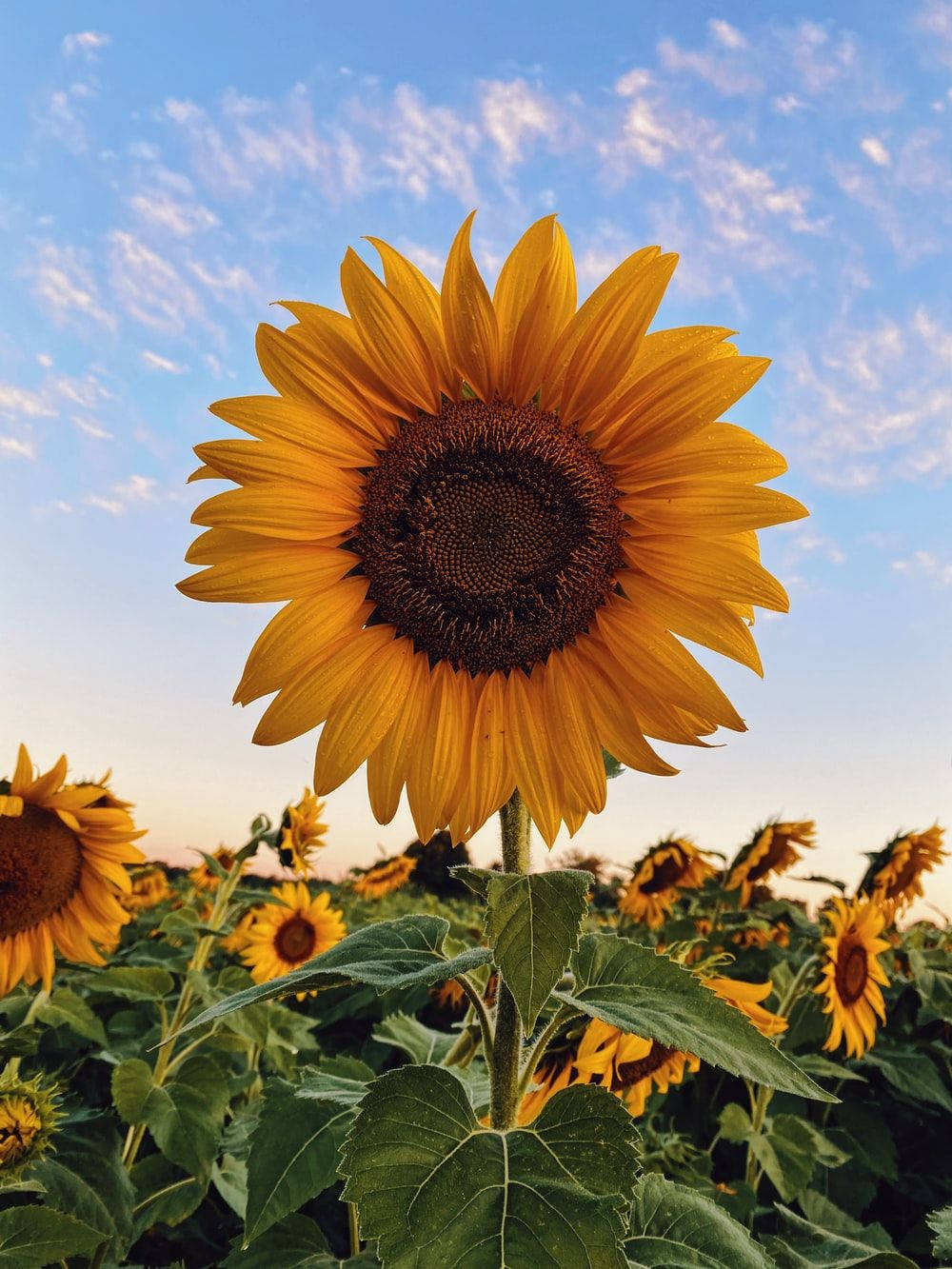 Image Bright Yellow Sunflower And Red Roses Wallpaper